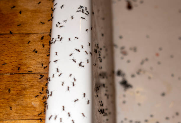Best Pest Control for Homes  in Webster, SD