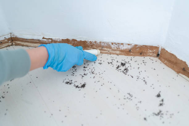 Best Ant Control Services  in Webster, SD